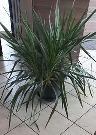"Dracena" o "Tronchetto della felicità"