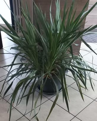 "Dracena" o "Tronchetto della felicità"