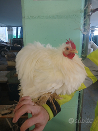 Galli cocincina nana riccia