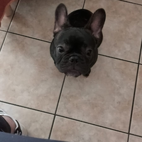 Bulldog francese