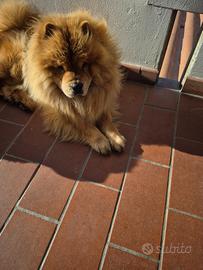 Chow