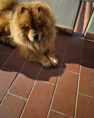 Chow