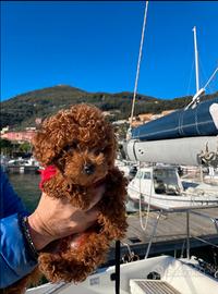 Cuccioli di Barboncino Toy e mini toy