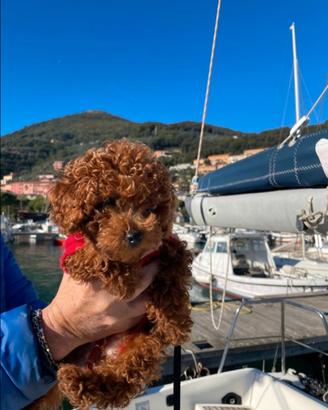 Cuccioli di Barboncino Toy e mini toy
