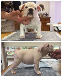 Cuccioli bulldog inglese