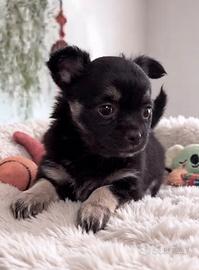 Cucciole Chihuahua