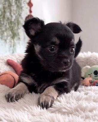 Cucciole Chihuahua