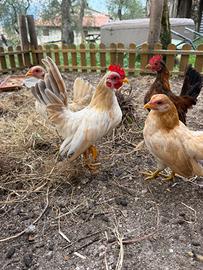 Galline Serama