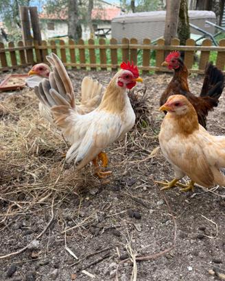 Galline Serama
