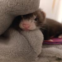 Furetti