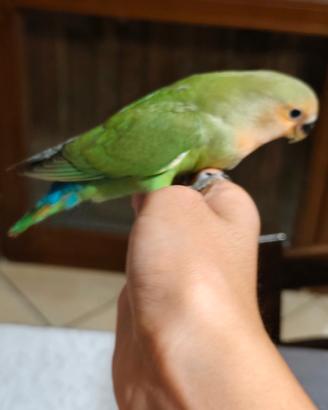 Inseparabile allevate a mano