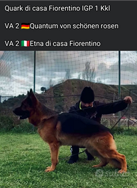 Cuccioli di pastore tedesco età 60 giorni