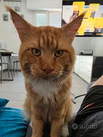 Splendido Maine Coon Red Tabby per monta