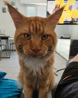 Splendido Maine Coon Red Tabby per monta