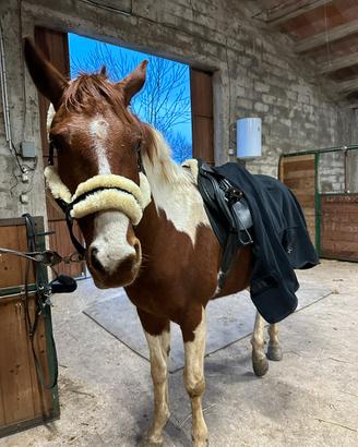 Cavallo castrone incrocio paint