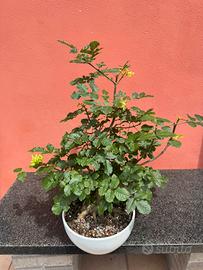Bonsai di Frassino