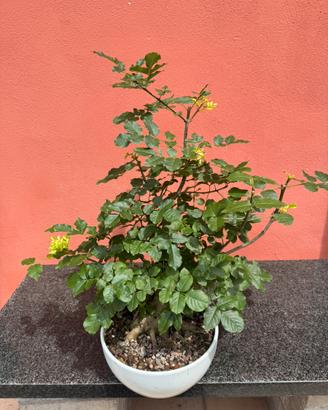 Bonsai di Frassino