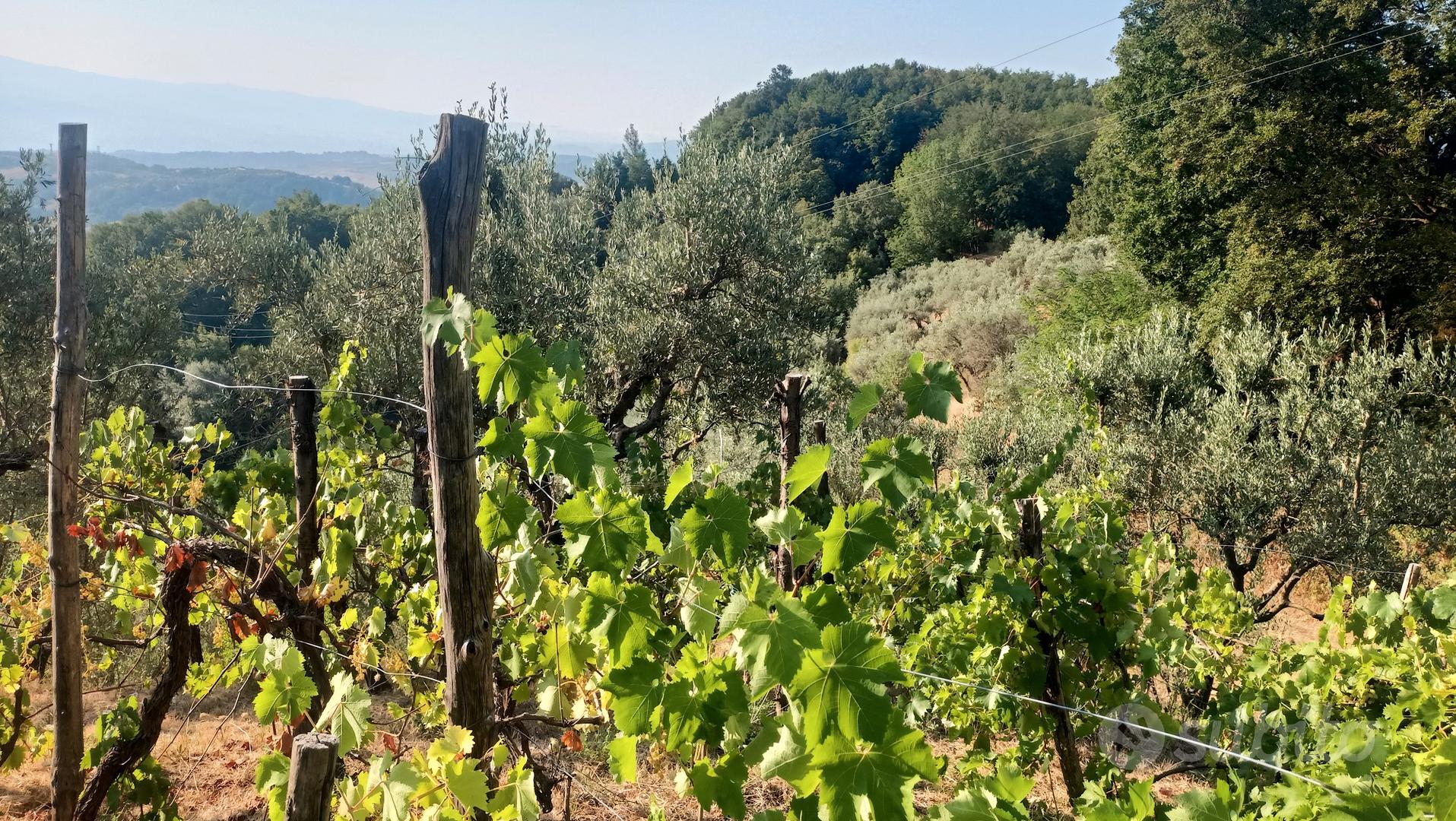 Terreno agricolo - Vista 2