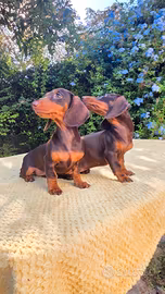 Cuccioli bassotti con pedigree