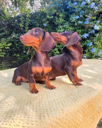 Cuccioli bassotti con pedigree