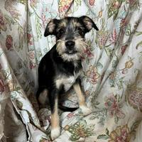 Cucciolo taglia piccola in adozione