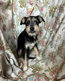 Cucciolo taglia piccola in adozione