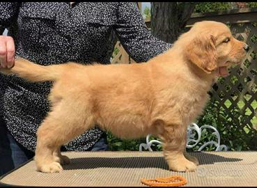 Golden Retriever Americano