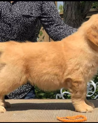 Golden Retriever Americano