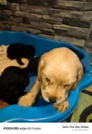 6 cuccioli COCKER SPANIEL INGLESE  2 M e 4F 💕💕