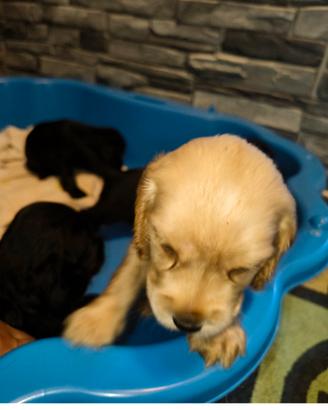 6 cuccioli COCKER SPANIEL INGLESE  2 M e 4F 💕💕