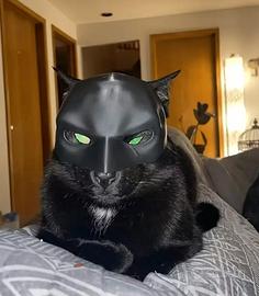 Maschera Batman per Gatti – Accessorio Divertente 
