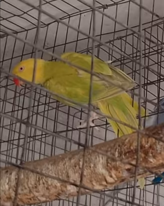 Coppia parrocchetti dal collare
