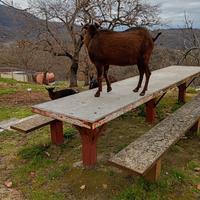 Becco Murciano 2 anni