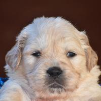 Cuccioli golden retriever