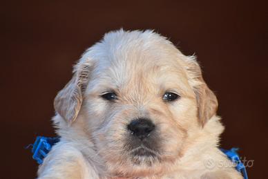 Cuccioli golden retriever