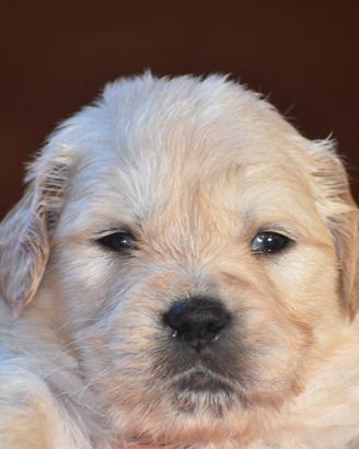 Cuccioli golden retriever