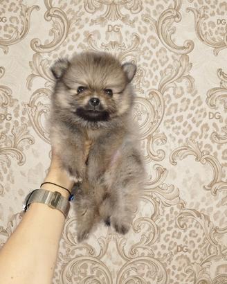 Pomerania spitz nano russo coreano crema