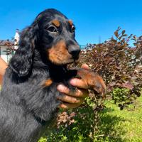 Cuccioli Setter Gordon genealogia da beccaccini