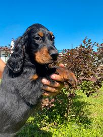 Cuccioli Setter Gordon genealogia da beccaccini