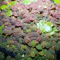 Phyllanthus Fluitans "Red Root" - galleggianti
