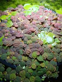 Phyllanthus Fluitans "Red Root" - galleggianti