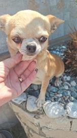 Cucciola adulta di chihuahua