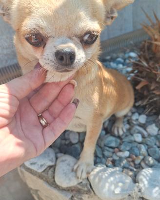 Cucciola adulta di chihuahua