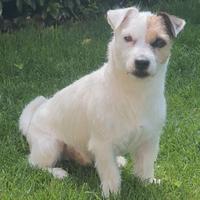 Jack Russel Terrier pelo maschio per accoppiamento