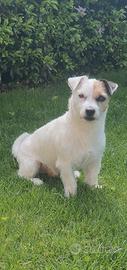 Jack Russel Terrier pelo maschio per accoppiamento