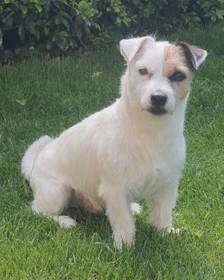 Jack Russel Terrier pelo maschio per accoppiamento
