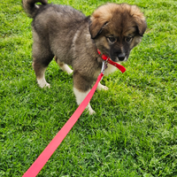 Cucciolo pastore del caucaso