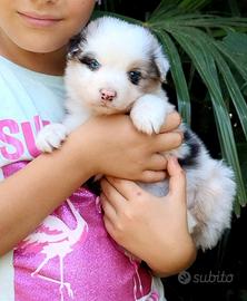 Cuccioli di pastore australiano