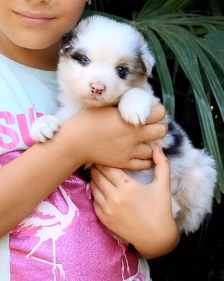 Cuccioli di pastore australiano