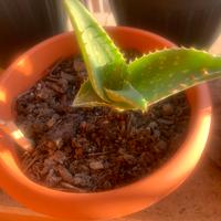 Pianta aloe maculata